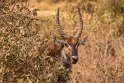 121 Amboseli Nationaal Park